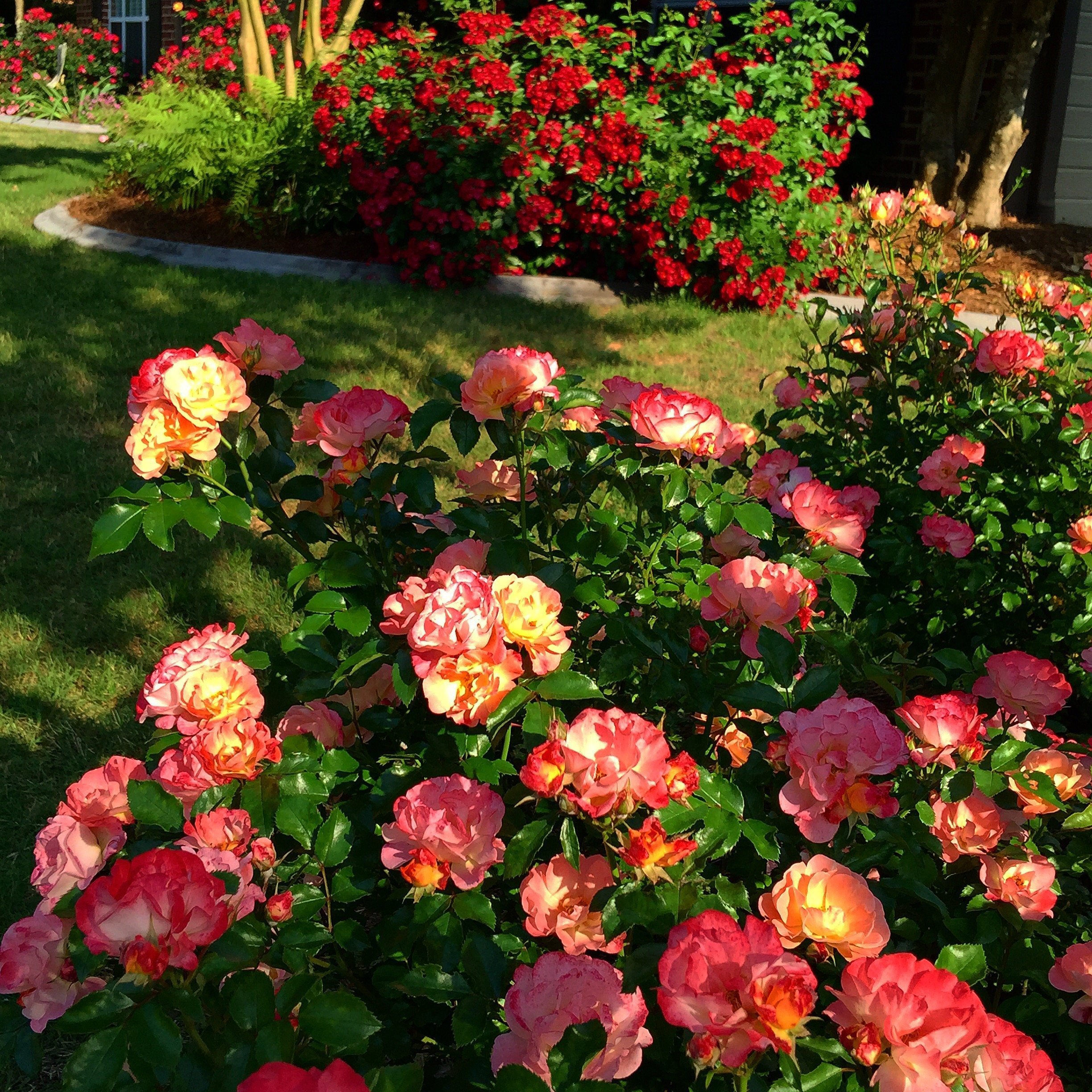 Почвопокровная роза в ландшафтном дизайне фото в палисаднике