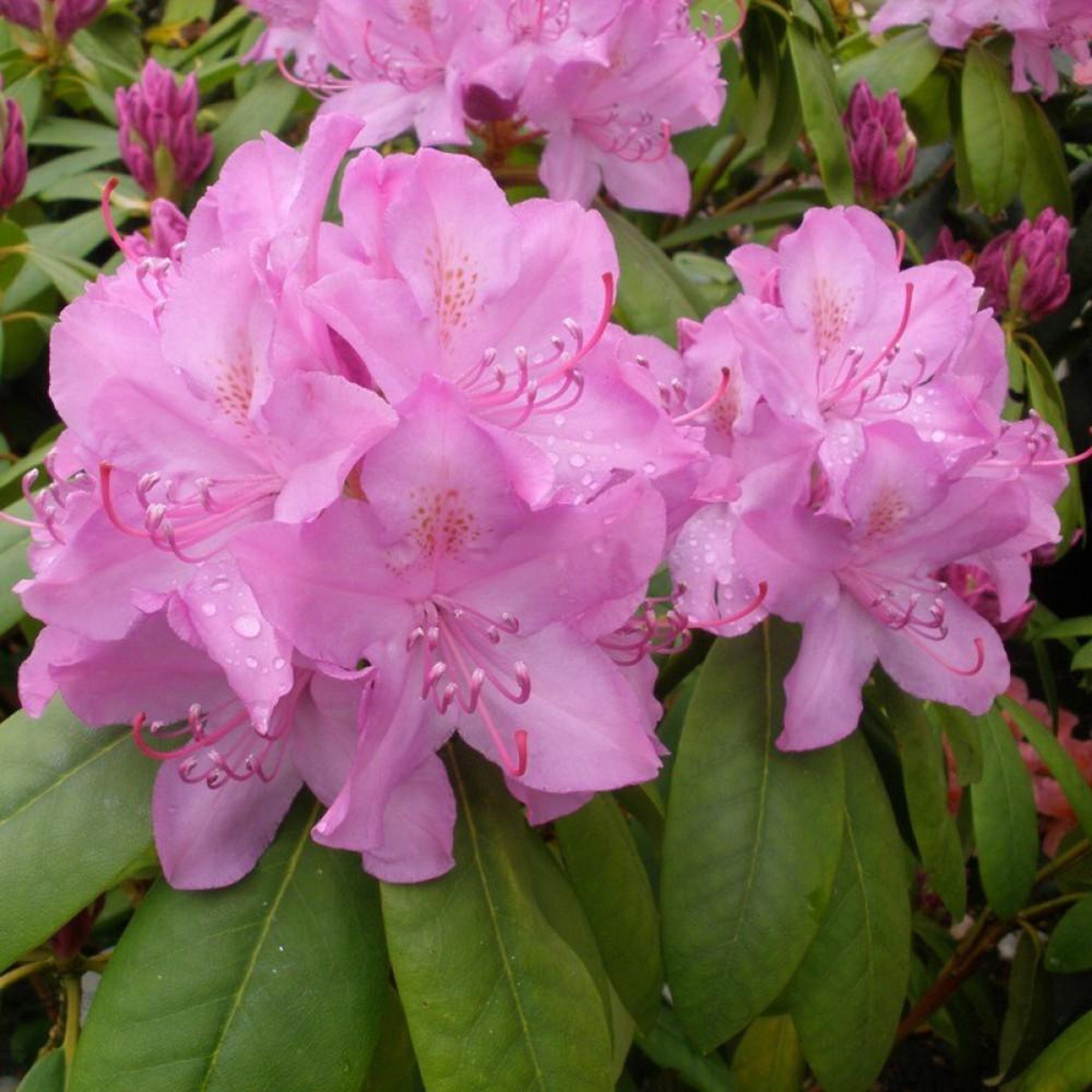 Rhododendron. Рододендрон катевбинский Розеум Элеганс. Рододендрон Розеум. Рододендрон Розеум Элеганс. Розум Элегант рододендрон.