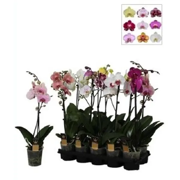 Орхидея фаленопсис 1рр ø12 h55 см орхидея фаленопсис зеркало 2рр ø12 h45 см
