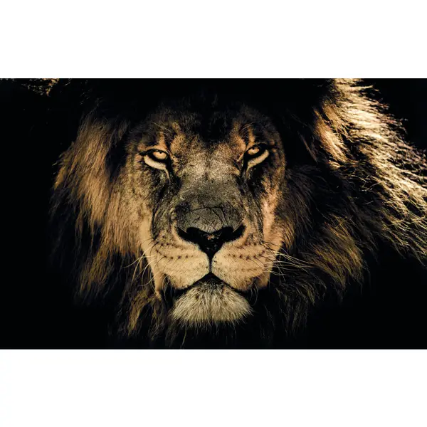 Картина на холсте Африканский лев 60x100 см