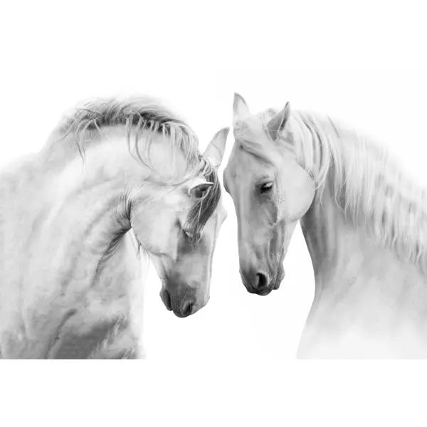 Картина на холсте Белые кони 40x60 см держатели для 1 провода park на клейкой основе белые 6шт