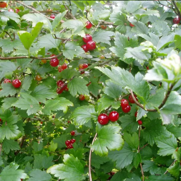 Смородина Альпийская ribes alpinum