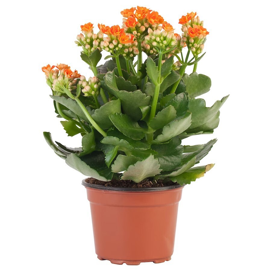 Kalanchoe С†РІРµС‚РѕРє ikea