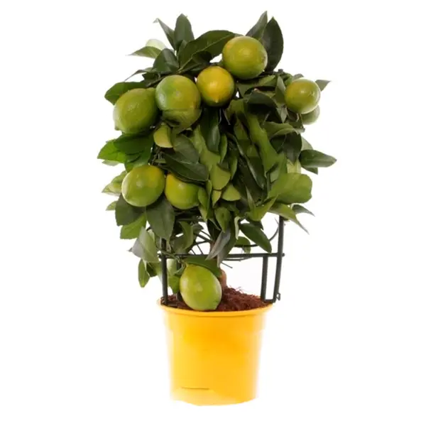 Лимон Мейера ø12 h35 см базилик зеленый цитрусовый фреш уральский дачник