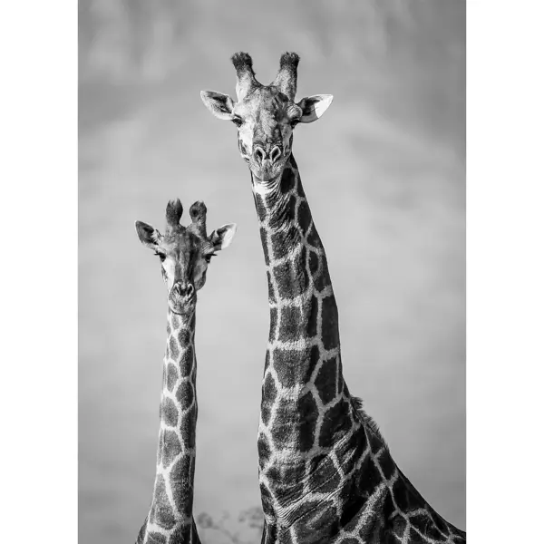 Картина на холсте Постер-лайн Два жирафа 50x70 см картина любовь 50x70 см