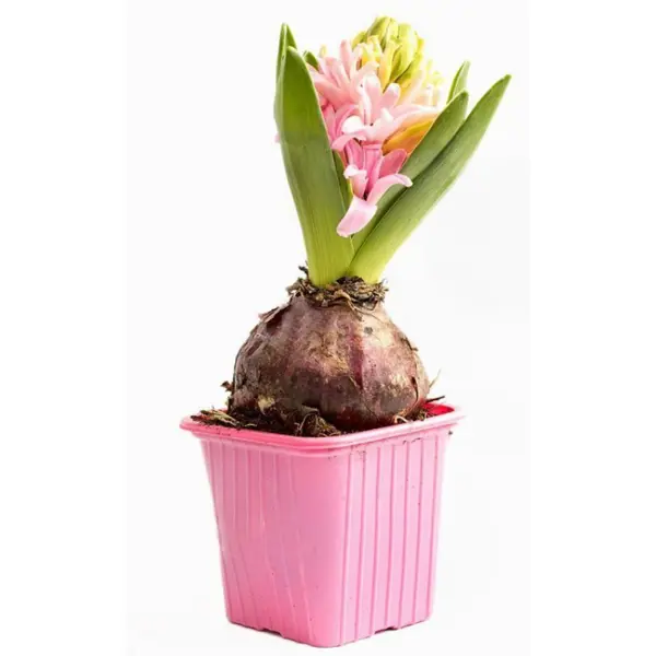 Гиацинт Hyacinthus Mix