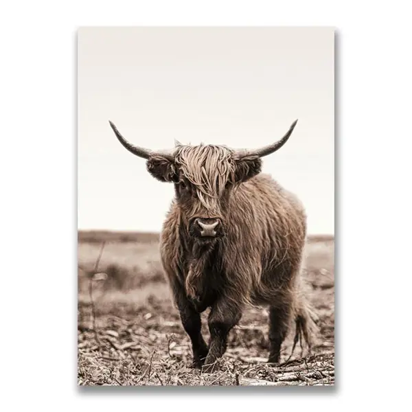 Картина на холсте Шотландский бык №3 50х70 см в Тольятти – купить по низкой  цене в интернет-магазине Леруа Мерлен