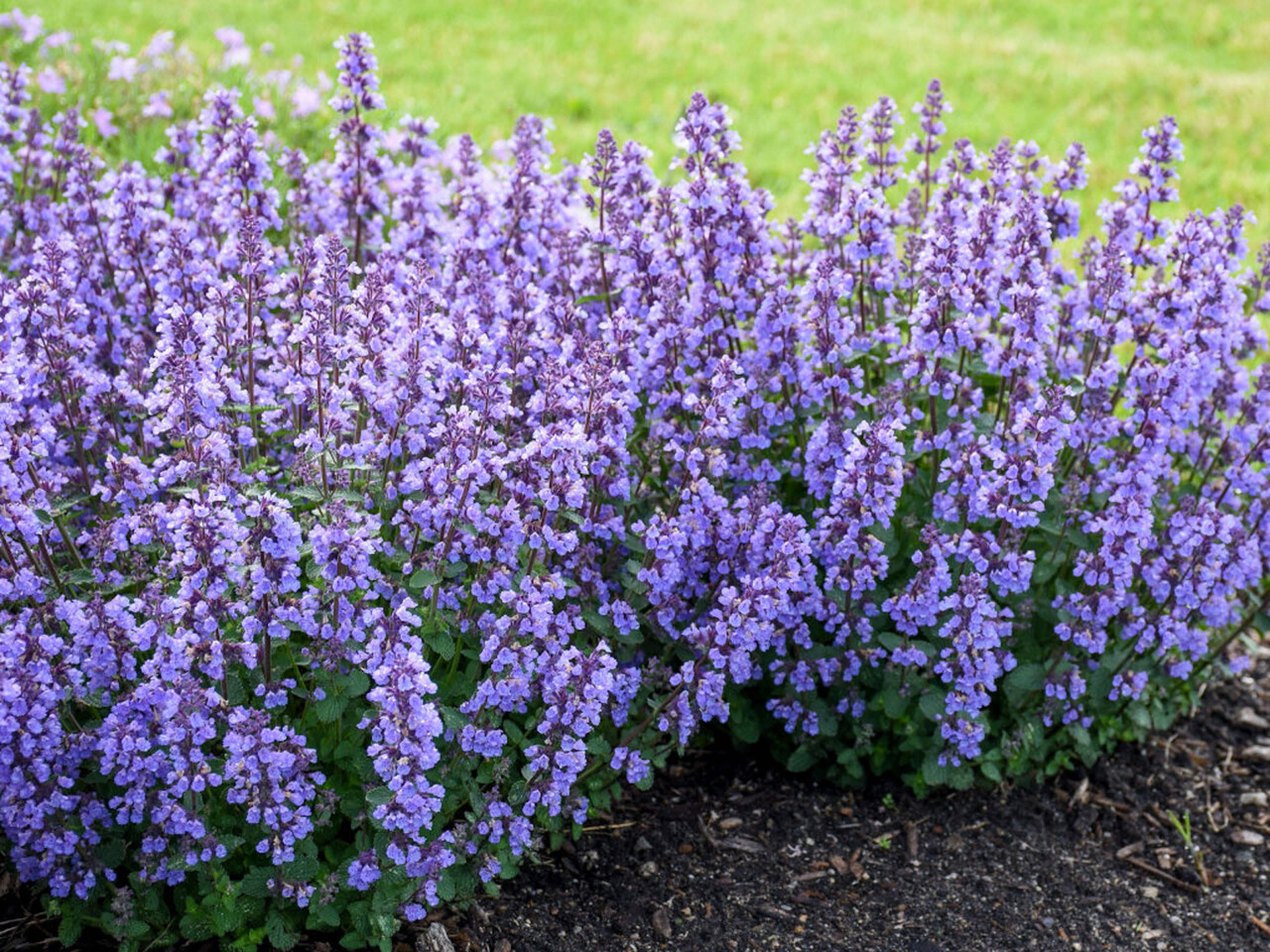 Котовник фассена кит кэт. Котовник Фассена уолкерс Лоу. Котовник Фассена (Nepeta. Котовник Фассена Cat's Pajamas. Котовник Блю Вандер.