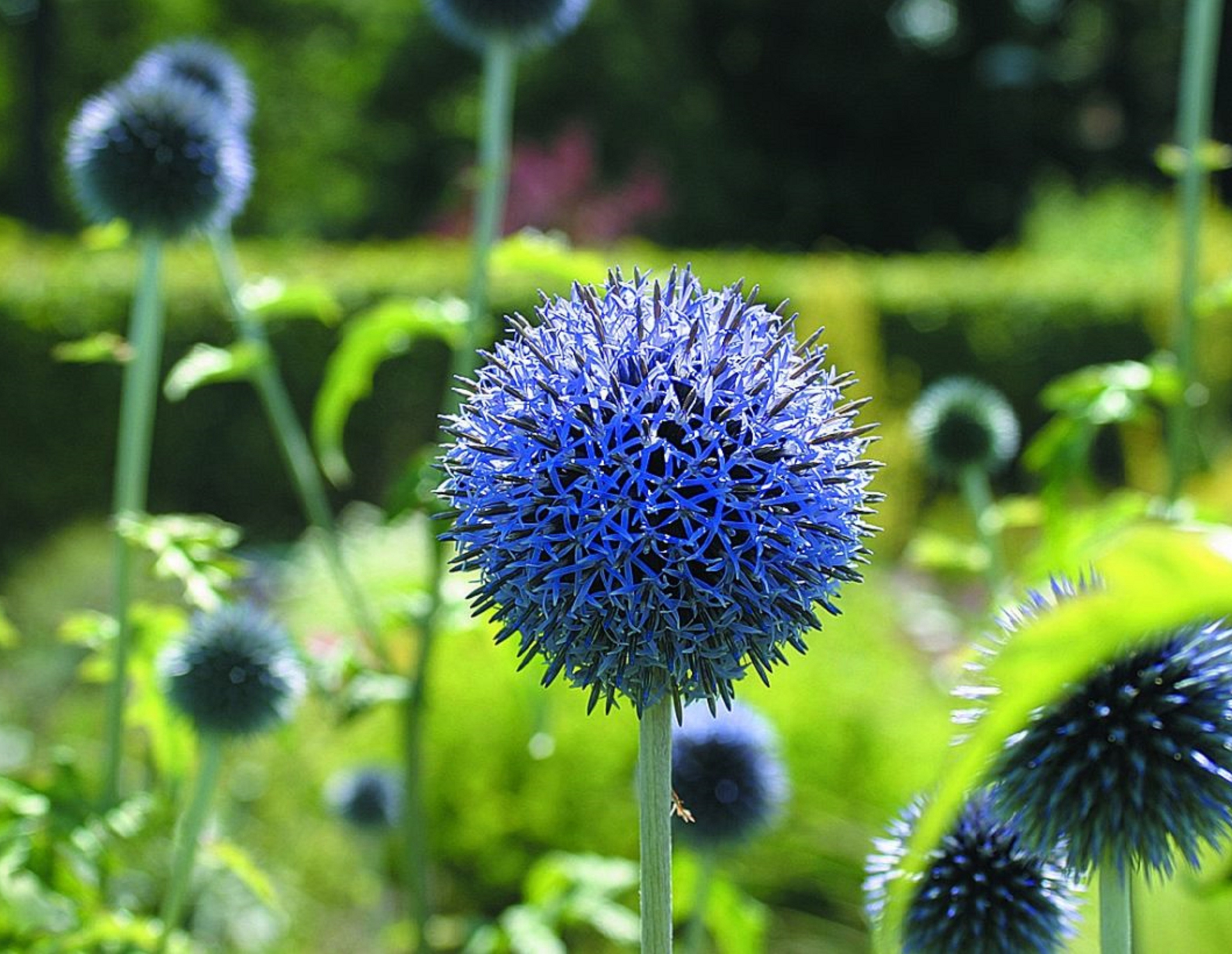 Мордовник Банатский Blue