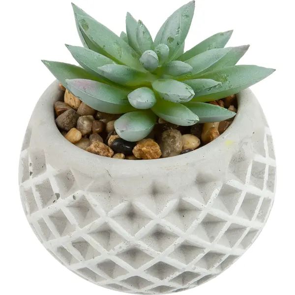 фото Растение декоративное в керамическом горшке ø 8x9 см без бренда