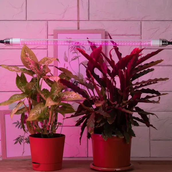 фото Фитолампа светодиодная линейная для растений эра fito т8 g13 220 в 18 вт красно-синий спектр розовый свет