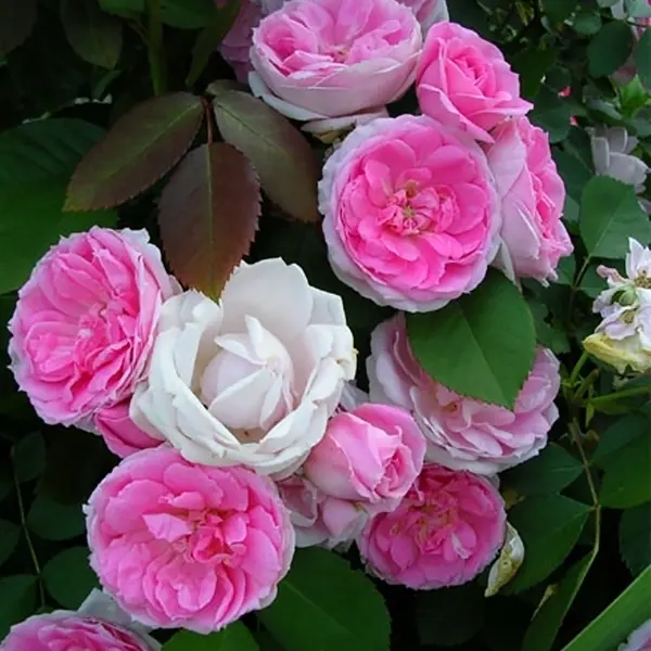 Роза парковая канадская «Прайри Джой», 3.5 л роза парковая канадская александр макензи 3 5 л