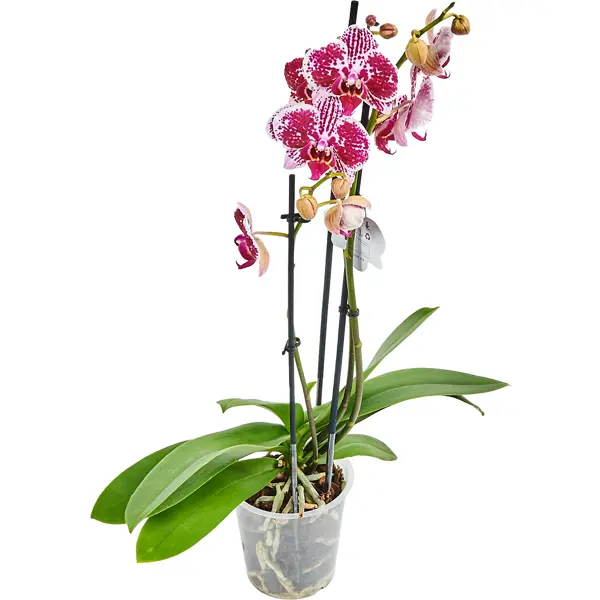 Орхидея Фаленопсис микс 3 стебля ø12 h60 см орхидея фаленопсис зеркало 2рр ø12 h45 см
