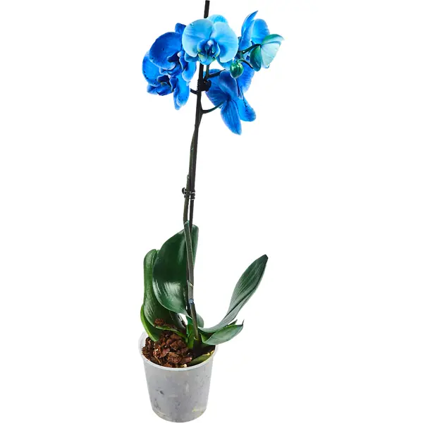 Орхидея Фаленопсис Роял блю окрашенный 1 стебель ø12 h60 см синий орхидея фаленопсис блю окрашенный ø12 h60 см синий