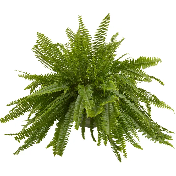 Нефролепис Соната подвесной 19x55 см декоративно лиственное растение кализзия бамбино ø5 h5 10 см