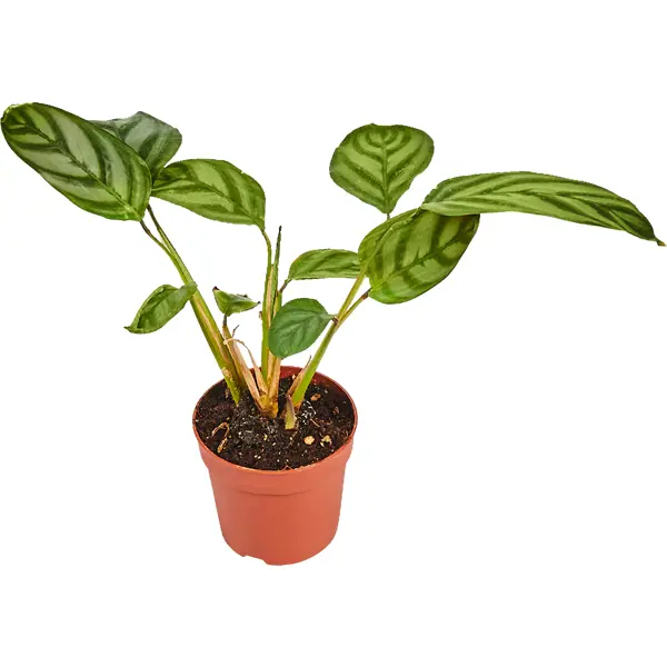 Декоративно-лиственное растение Калатея мик ø6 h7-15 см декоративно лиственное растение фиттония бамбино ø5 h7 10 см