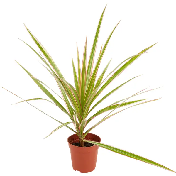 Декоративно-лиственное растение микс зеленый ø6 h10-15 см