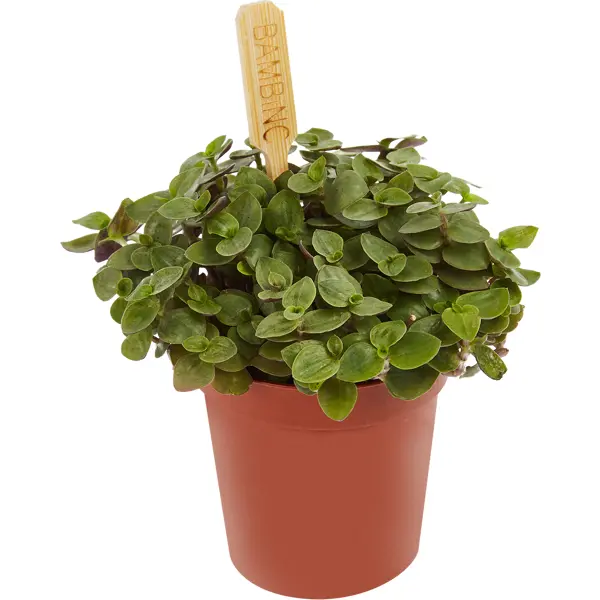 Декоративно-лиственное растение Кализзия Бамбино ø5 h5-10 см