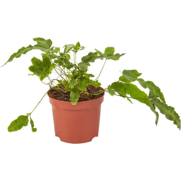 Декоративно-лиственное растение Птерис микс ø8 h15-20 см уют растение аквариумное амбулия зеленая с кружевными листьями