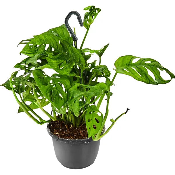 декоративно лиственное растение монстера адансони ø12 h15 35 см Монстера Манки лиф ø15 h65 см
