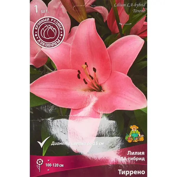 Лилия ЛА-гибрид Тиррено 1 шт. наполнитель бумажный нежно розовый 1000 г