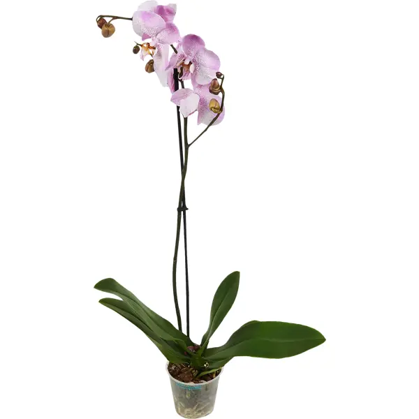 Орхидея Фаленопсис микс промо ø12 h50 см орхидея фаленопсис каскад 1рр ø12 h40 см