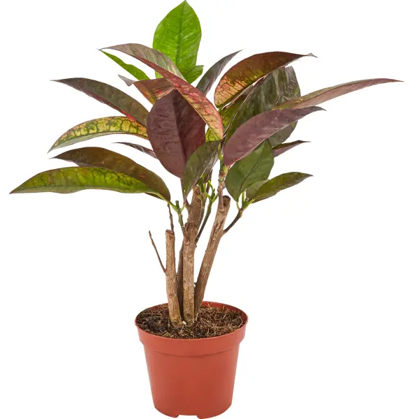 Декоративно-лиственное растение Кодиеум айстон ø8 h10-25 см