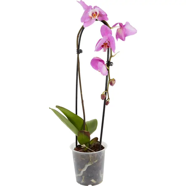 Орхидея фаленопсис каскад 1рр ø12 h40 см орхидея фаленопсис зеркало 2рр ø12 h45 см