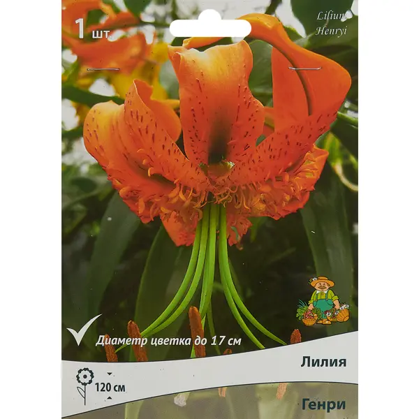 Лилия видовая Генри планшет для акварели лилия холдинг артишок цветет а5 20 л 200 г 70% хлопока