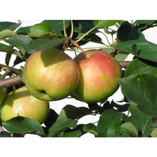Яблоня сортовая Богатырь ø22 h110 см яблоня богатырь