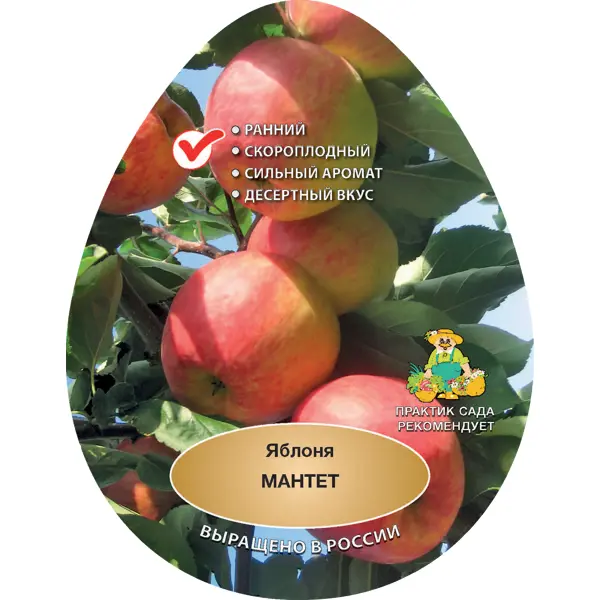 Яблоня Мантет h200 см Поиск Инвест яблоня карликовая подснежник в тубе поиск инвест