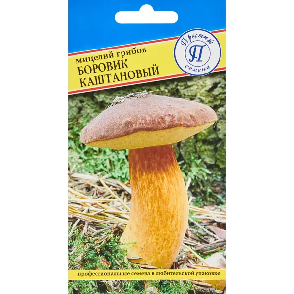 Мицелий грибов боровик Каштановый мицелий грибов белый гриб сосновый