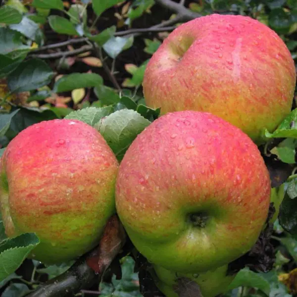 Яблоня Орловское полосатое ø20 h140 см яблоня декоративная с4 h140