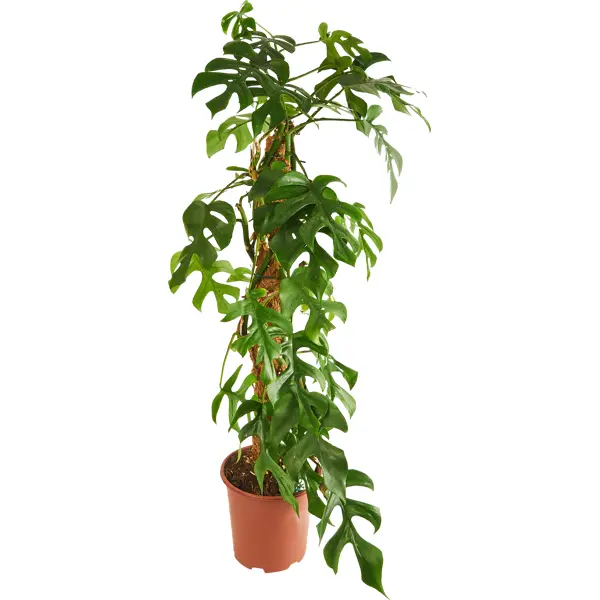 декоративно лиственное растение монстера адансони ø12 h15 35 см Монстера Минима мосстик ø19 h80 см