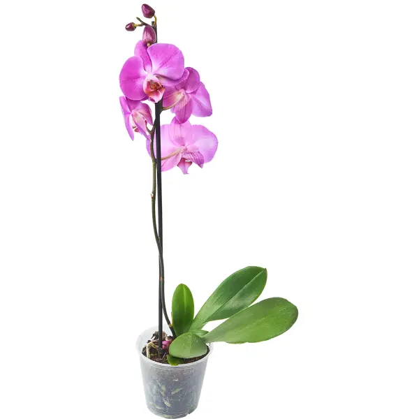 Орхидея Фаленопсис микс ø12 h55 см орхидея фаленопсис микс 2 стебля ø12 h60 см центр букетов