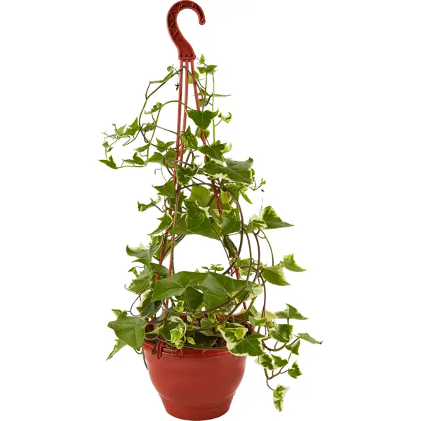 Крестовник ø15 h25 см декоративно лиственное растение филодендрон атом ø13 h20 25 см