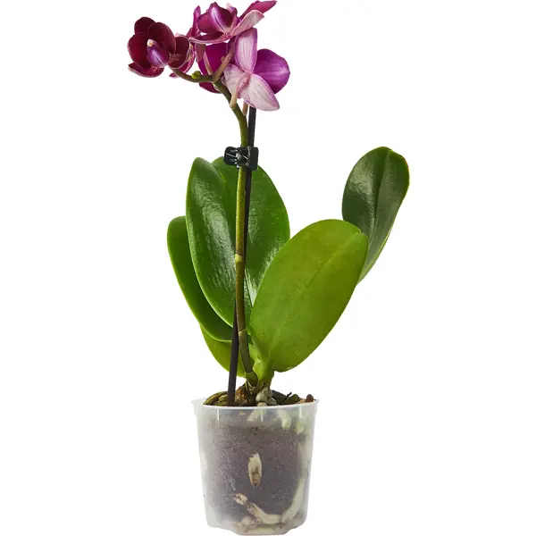 Орхидея Фаленопсис микс мини ø6 h20 см орхидея фаленопсис мини 1 стебель ø9 h35 см
