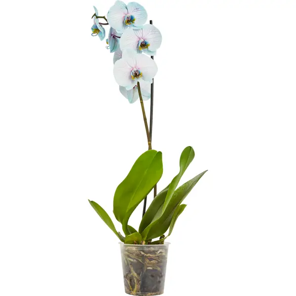 Орхидея Фаленопсис Чудо природы ø12 h70 см орхидея фаленопсис блю окрашенный ø12 h60 см синий