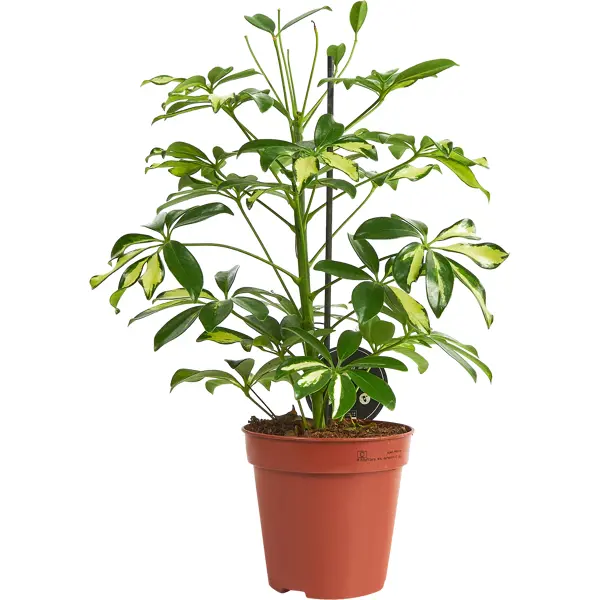 Шеффлера Арборикола микс ø13 h45 см декоративно лиственное растение шеффлера мик ø8 h15 25 см