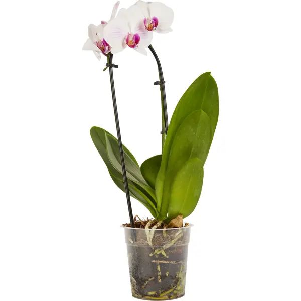 Орхидея Фаленопсис Каскад ø12 h45-55 см орхидея фаленопсис зеркало ø12 h40 45 см