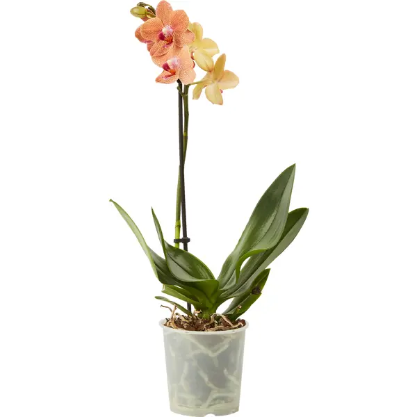 Орхидея Фаленопсис микс ø9 h35 см орхидея микс ø12 h60 см