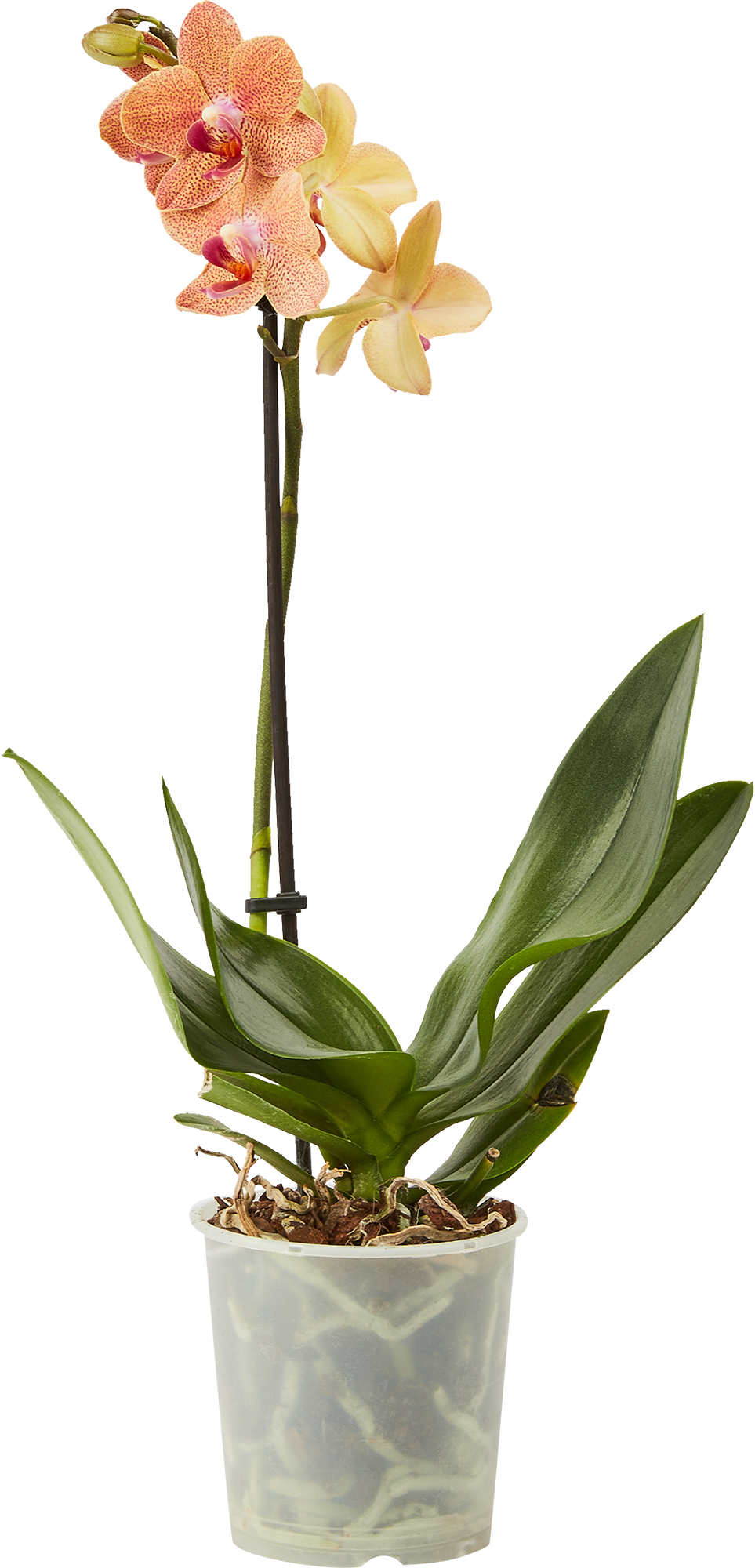 Орхидея Фаленопсис микс ø9 h35 см ️  по цене 798 ₽/шт.  с .