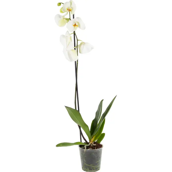 Орхидея Фаленопсис микс ø12 h60 см Флобас мох сфагнум 1 л