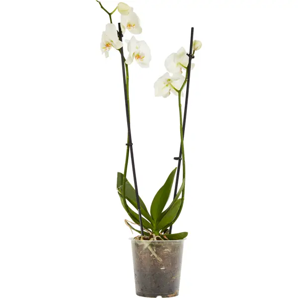 Орхидея Фаленопсис ø12 h50 см орхидея фаленопсис зеркало ø12 h40 45 см