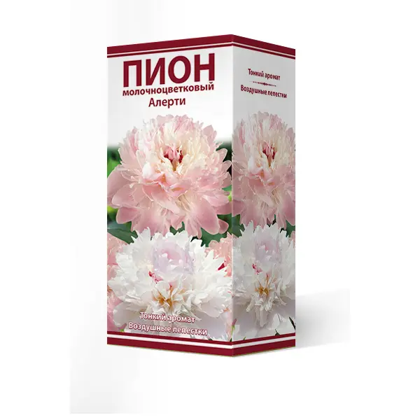 Пион молочно-цветковая Алерти открытка мини с 8 марта пион 7 × 7 см