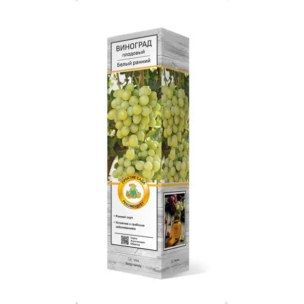 Виноград плодовый Белый ранний h60 см грунт четыре сезона плодовый сад 42л