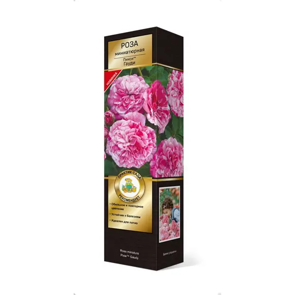Роза миниатюрная Гауди h100 см роза мускусные гибриды салли холмс h100 см