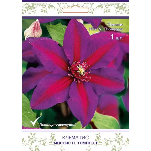 Клематис крупноцветковый Миссис Н.Томпсон h200 см клематис ботанический принцесс кейт h200 см