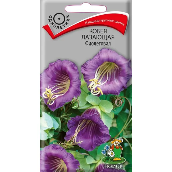 Семена цветов Поиск кобея Лазающая фиолетовый 5 шт. настурция низкорослая везувий поиск