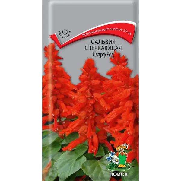 Семена цветов Поиск сальвия сверкающая Дварф Ред блок с липким краем 51 мм х 76 мм 400 листов флуоресцентные 5 цветов